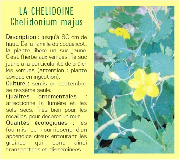 LA CHELIDOINE Chelidonium majus Description : jusqu 80 cm de haut. De la famille du coquelicot, la plante libre un suc jaune. Cest lherbe aux verrues : le suc jaune a la particularit de brler les verrues (attention : plante toxique en ingestion). Culture : semis en septembre, se ressme seule. Qualits ornementales : affectionne la lumire et les sols secs. Trs bien pour les rocailles, pour dcorer un mur Qualits cologiques : les fourmis se nourrissent dun appendice cireux entourant les graines qui sont ainsi transportes et dissmines.