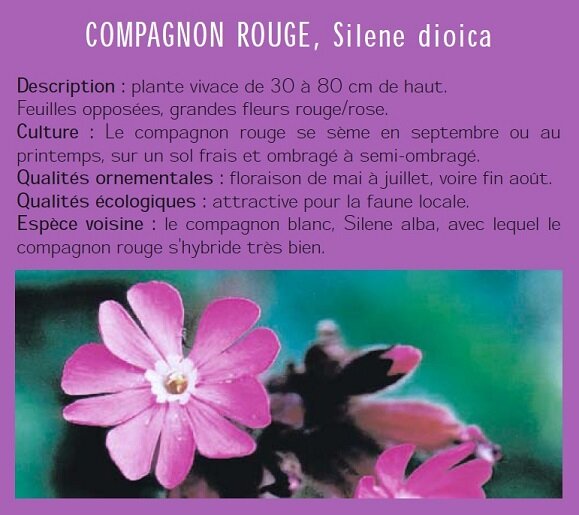 COMPAGNON ROUGE, Silene dioica Description : plante vivace de 30  80 cm de haut. Feuilles opposes, grandes fleurs rouge/rose. Culture : Le compagnon rouge se sme en septembre ou au printemps, sur un sol frais et ombrag  semi-ombrag. Qualits ornementales : floraison de mai  juillet, voire fin aot. Qualits cologiques : attractive pour la faune locale. Espce voisine : le compagnon blanc, Silene alba, avec lequel le compagnon rouge s'hybride trs bien.