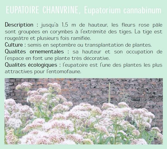 EUPATOIRE CHANVRINE, Eupatorium cannabinum Description : jusqu 1,5 m de hauteur, les fleurs rose ple sont groupes en corymbes  lextrmit des tiges. La tige est rougetre et plusieurs fois ramifie. Culture : semis en septembre ou transplantation de plantes. Qualits ornementales : sa hauteur et son occupation de lespace en font une plante trs dcorative. Qualits cologiques : leupatoire est lune des plantes les plus attractives pour l'entomofaune.