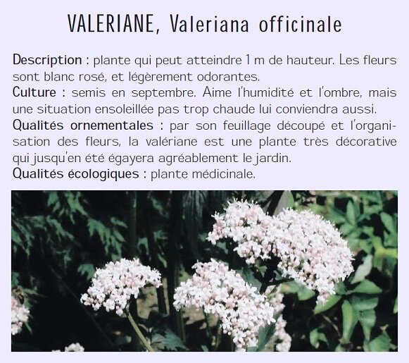 VALERIANE, Valeriana officinale Description : plante qui peut atteindre 1 m de hauteur. Les fleurs sont blanc ros, et lgrement odorantes. Culture : semis en septembre. Aime lhumidit et lombre, mais une situation ensoleille pas trop chaude lui conviendra aussi. Qualits ornementales : par son feuillage dcoup et lorganisation des fleurs, la valriane est une plante trs dcorative qui jusquen t gayera agrablement le jardin. Qualits cologiques : plante mdicinale.